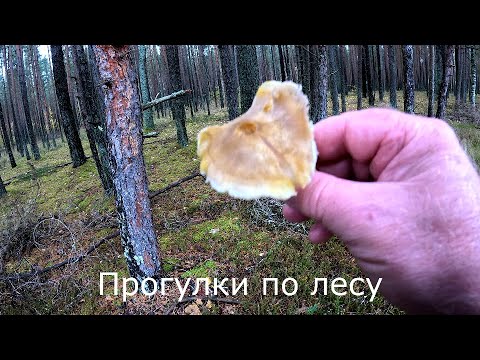 Видео: Прогулки по лесу | У кривой березы и возле ЛЭП.