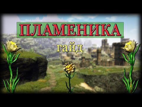 Видео: Готика 3 - сбор редких трав: ПЛАМЕНИКА [ГАЙД] | Паша Водяной