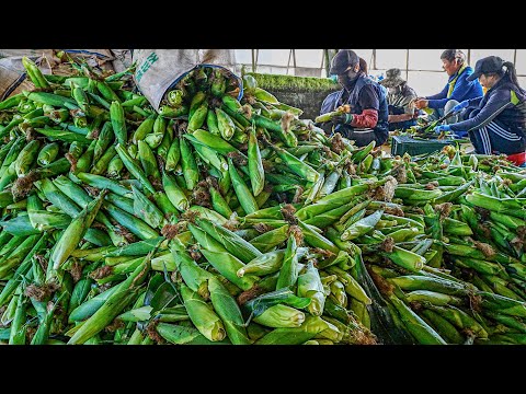Видео: 10 000 кукурузы распродаются каждый день! Мастер вареной кукурузы Amazing Scale