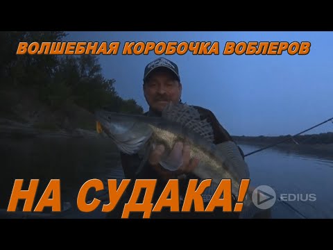 Видео: Волшебная коробочка воблеров на судака