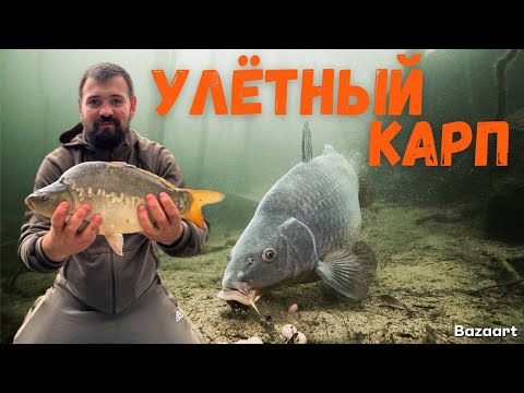 Видео: Улётный карп в Елизаветино