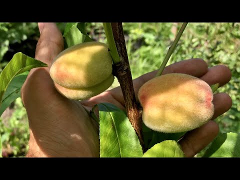 Видео: Персики, мои персики | Чувашия | 11.08.25