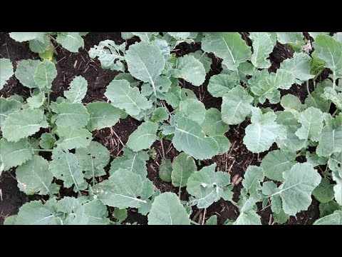 Видео: Осінній захист. Падалицю забрати чи залишити!?