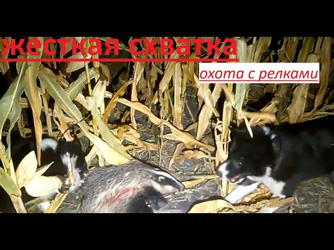 Видео: охота на лося и барсука с лайками  2025