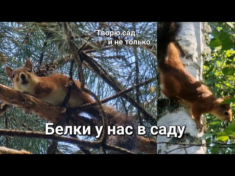 Видео: Творю сад. Белки резвятся на деревьях нашего сада