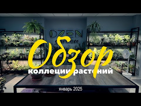 Видео: Обзор коллекции комнатных растений » Январь 2025