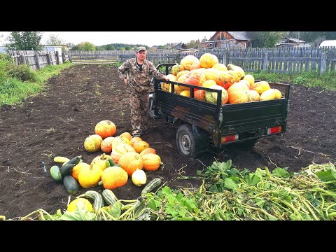 Видео: ЗАГОТОВКА КОРМА БУРЁНКЕ.СБОР КЛЮКВЫ НА БОЛОТЕ.НАТКНУЛИСЬ НА ЗМЕЮ.