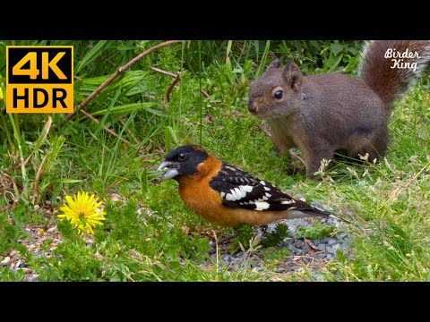 Видео: кошка тв 😺🌼 Красивые летние птицы и белки 🐦 8 часов (4K HDR)