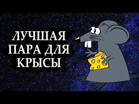 Видео: Совместимость знака КРЫСЫ - лучшая пара
