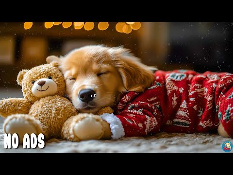 Видео: 12 ЧАСОВ Успокаивающей Музыки Для Собак🐶🌈Музыка Для Снятия Тревоги Разлуки💖Расслабление СобакРекламы