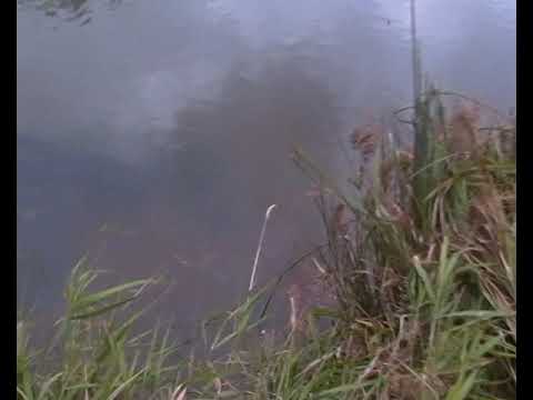 Видео: Плотина в Городищи, обзор стариц и проток вверх по течению