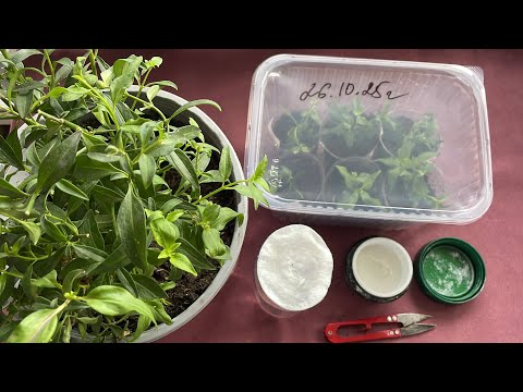 Видео: Черенкую Бегонию. Беру семена с Цинии Захара. 