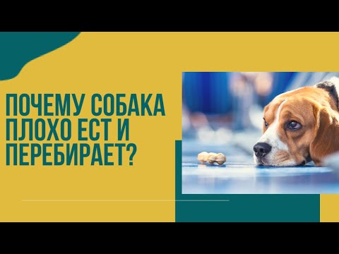 Видео: Почему собака плохо ест? Почему собака то ест, то нет? перебирает едой?