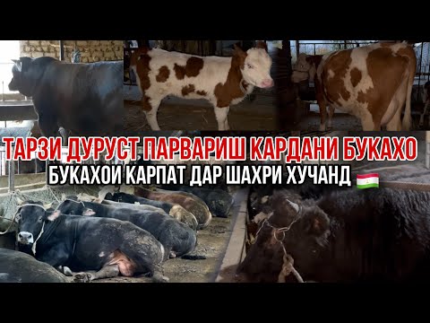 Видео: Бука парвари дар шахри Хучанд 🇹🇯