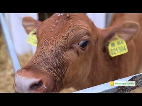 Видео: Животновъден дневник: Ферма в село Кортен с 3200 крави Холщайн