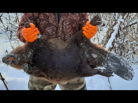 Видео: ОХОТА НА БОБРА В ПРОХОДНОЙ КОПКАН КП-250!!! БОБР НА 20 КИЛОГРАММ...