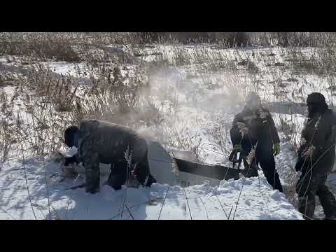 Видео: засадили медведя