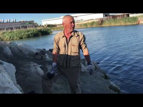 Видео: Копаем морских червей
