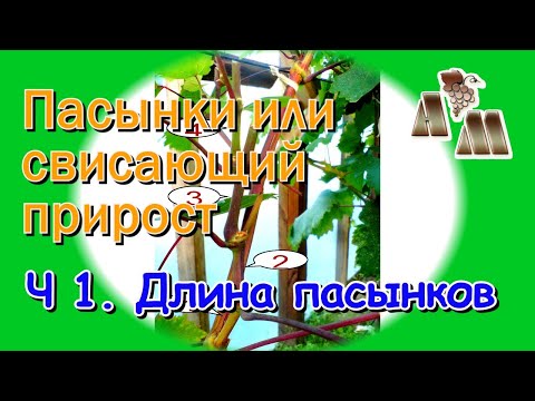 Видео: 🍇 Длинные пасынки или свисающий прирост винограда? Часть 1 - Оптимальная длина пасынков