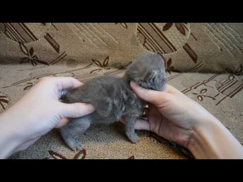 Видео: экзоты