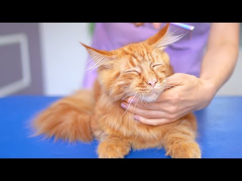 Видео: Обожаю этого милого кота! 😻🛁✂️❤️