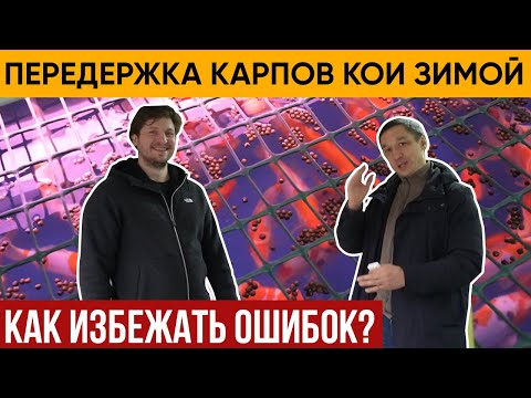 Видео: Передержка карпов кои зимой. Расскажем как избежать ошибок при передержке.