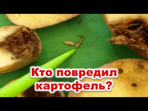 Видео: Кто повредил картофель? Картофельная моль может уничтожить весь урожай. Что делать, чтобы спасти ...