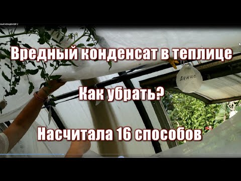 Видео: 385_Вредный конденсат в теплице. Как убрать? Насчитала 16 способов