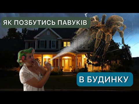 Видео: Як позбутися павуків в будинку. Які павуки живуть з нами. Чому не можна їх вбивати?