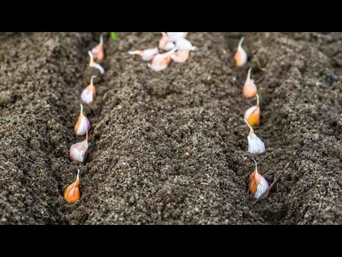 Видео: Чеснок экиш ва ўғитлаш.  #agrosport