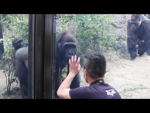 Видео: Горилла ⭐️ Момотаро и Гентаро опасаются, что сотрудники зоопарка направляют камеру на Кинтаро.