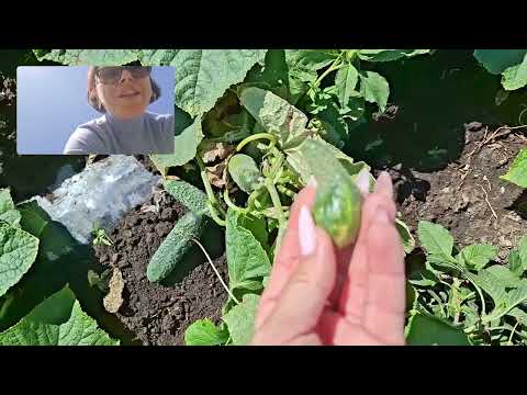 Видео: Дневник Агронома №37