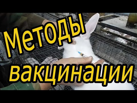 Видео: вакцинация кроликов/ методы вакцинации от миксоматоза и вгбк(часть 2)