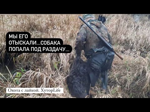 Видео: Мы ЕГО отыскали..Собака попала...Охота с лайкой на бобра.
