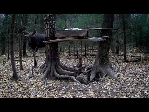 Видео: Фотоловушка Seelock s308w на солонце