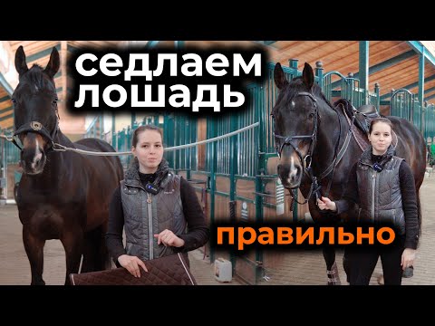 Видео: Как правильно седлать лошадь / Основы седловки / Снаряжение для конкура