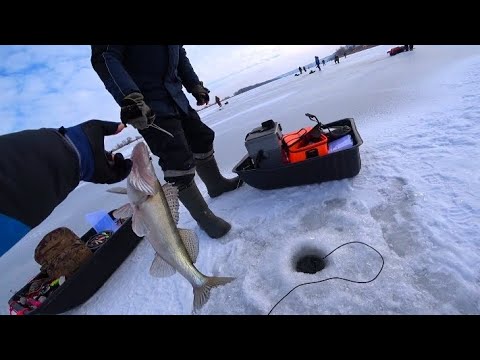 Видео: ПО 10 ШТУК С ЛУНКИ! ЖОР СУДАКА НА ВИБЫ! ЗИМНЯЯ РЫБАЛКА СО ЛЬДА