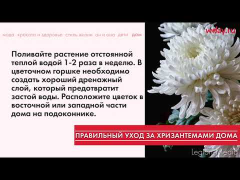 Видео: Полезные советы по выращиванию домашних хризантем в горшке