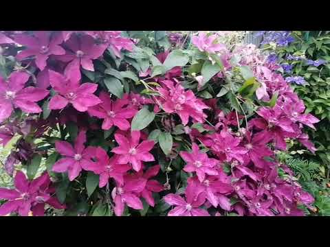 Видео: Красота клематисов и лилий в саду. Делюсь красотой.