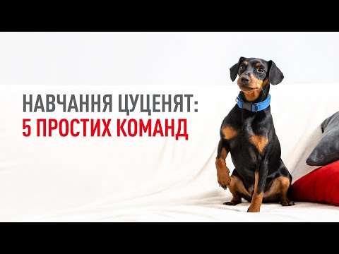 Видео: Дресирування та навчання цуценят: з чого почати?