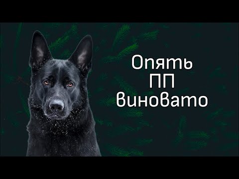 Видео: Обзор видео с канала ДогТренинг. Орущая немецкая овчарка