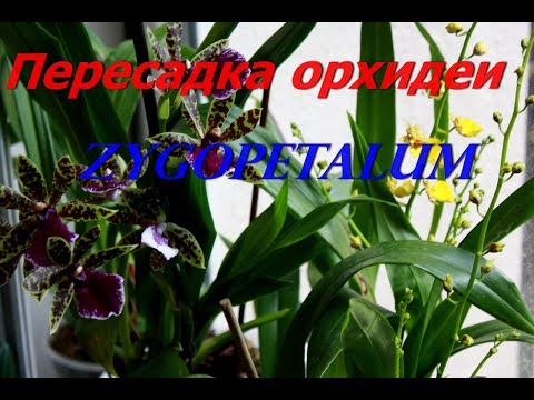 Видео: Пересадка орхидеи зимой. Состав грунта для орхидеи Зигопеталум