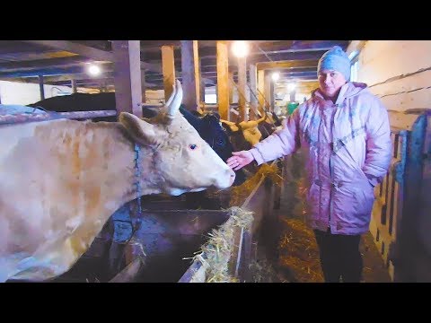 Видео: БИЗНЕС НА КОРОВАХ.ПОЛНЫЙ ОБЗОР БОЛЬШОГО ХОЗЯЙСТВА В ТАМБОВСКОЙ ОБЛАСТИ/КОРОВЫ/СВИНЬИ/БАРАНЫ