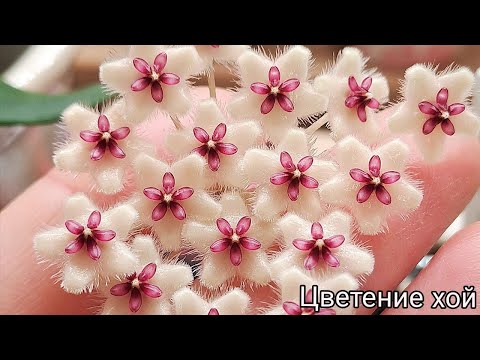 Видео: Цветение хой / ноябрь 2025/ Amicabilis silver, Sidikalang, Praetorii, Phuwuaensis, Multiflora, DS-70