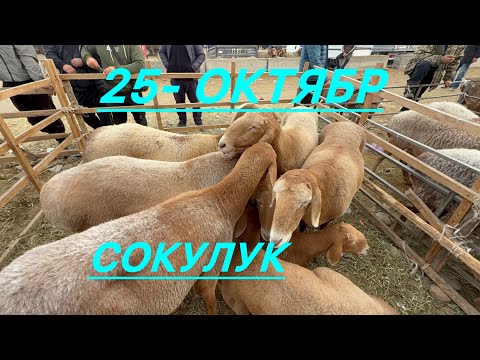 Видео: Кой базар сокулук мал базары 25- октябр