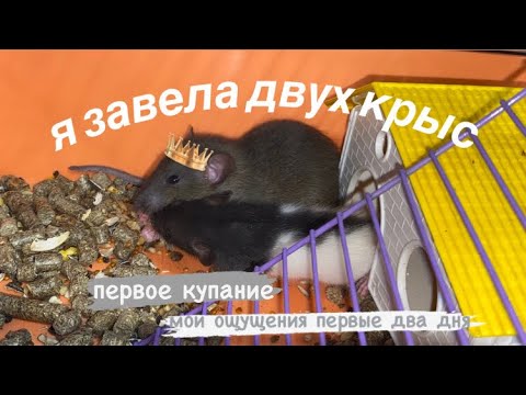 Видео: Я ЗАВЕЛА ДВУХ КРЫС🐀💕✨