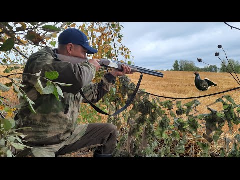 Видео: ОХОТА НА ТЕТЕРЕВА С ЧУЧЕЛАМИ 2021!!! НЕОЖИДАННЫЙ ГОСТЬ.