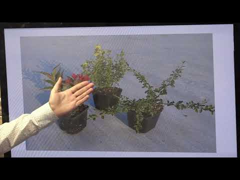 Видео: 2 ч. "Специализация в питомниководстве, форматы" Боровков Вадим