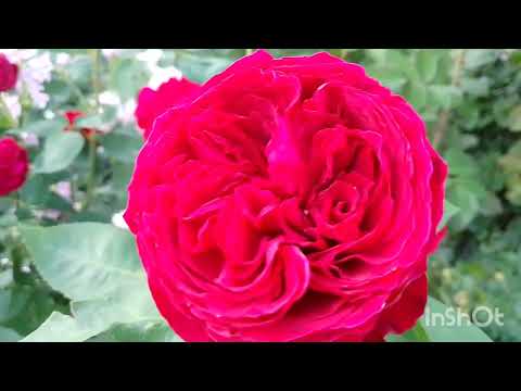 Видео: Друга хвиля квітування. Фальстаф, Констанс, Мока Роза стійкі 🌹🌺