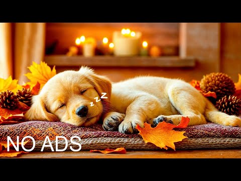 Видео: 12 часов исцеляющей музыки для собак🐾Успокаивающая музыка для собак🎵Успокаивающая муз#музыкадлясобак